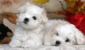 maltezer