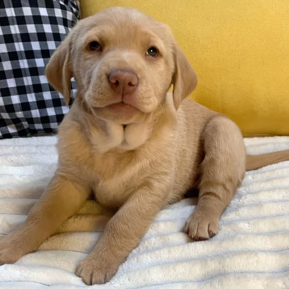 bello labrador , maschio e femmina,in regalo