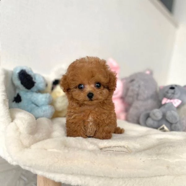 2regalo barboncino/ | Foto 0