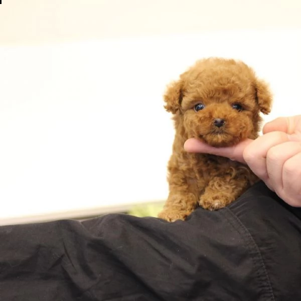 2regalo barboncino[at] | Foto 1