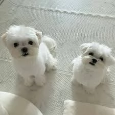 maltezer | Foto 0