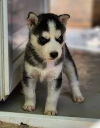 husky | Foto 0