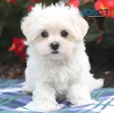 maltezer