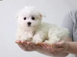 maltezer | Foto 0