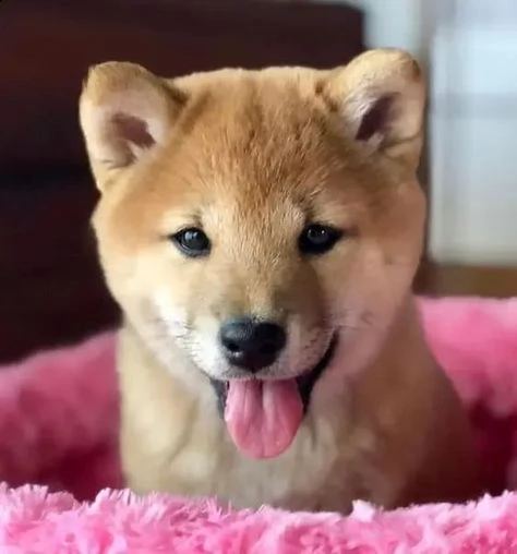 regalo akita inu disponibili bellissimi cuccioli già vaccinati sverminati e iscritti in anagrafe can