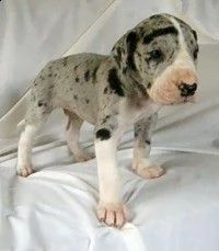 adorabili cuccioli alano femminucce e maschietti disponibili i cuccioli sono vaccinati sverminati ci