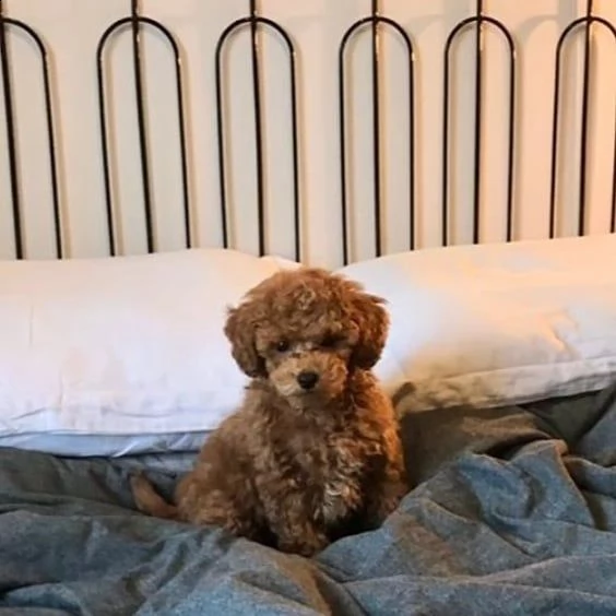 regalo barboncino toy''''''''