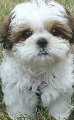 regalo cuccioli di shitzu meraviglioso il musetto degli shih tzu maschio e femmina tutti completamen