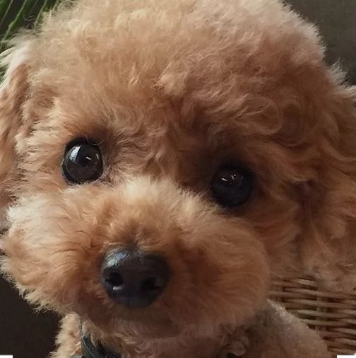 cuccioli di barboncino femminucce e maschietti disponibili . i cuccioli sono vaccinati sverminati ci