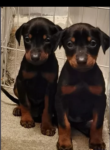 dobermann di taglia media