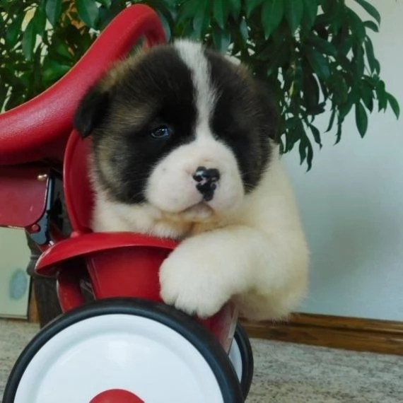  regalo akita-inu | Foto 0
