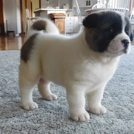  regalo akita-inu