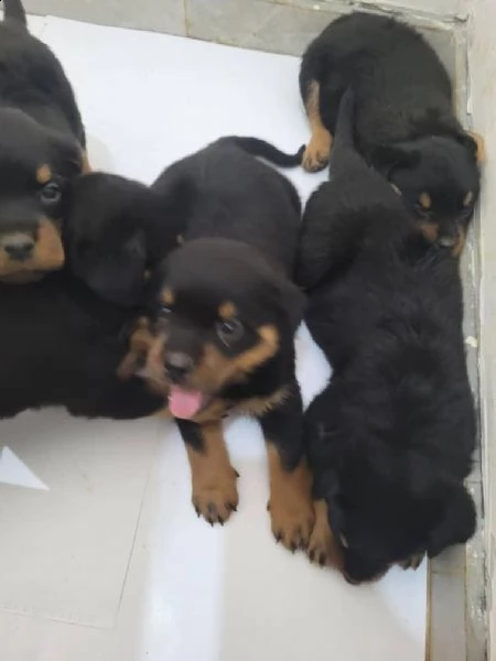  regalo rottweiler