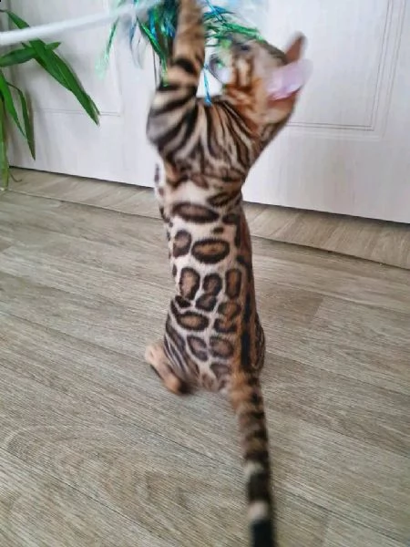 adozione bengala | Foto 0