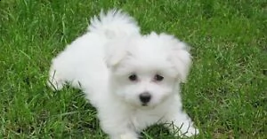  regalo maltese  disponibile...