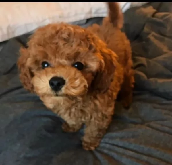 regalo barboncino toy ,,,,, 