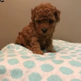 regalo barboncino________