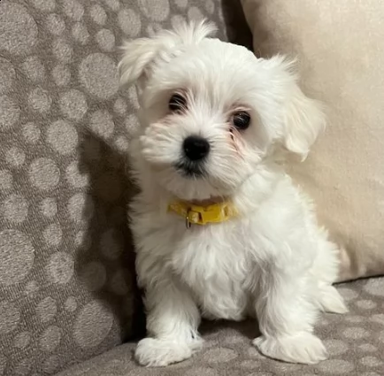 cuccioli di maltese di due mesi