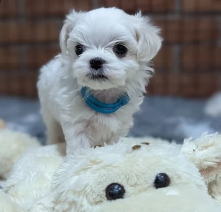 cucciolini di maltese piccola
