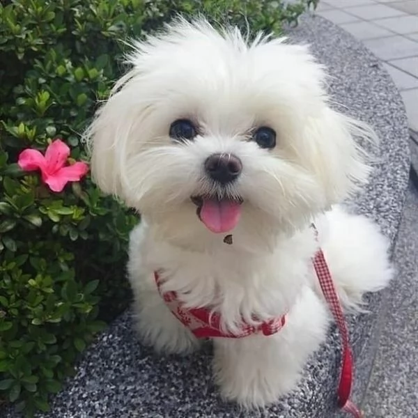 regalo maltese | Foto 0
