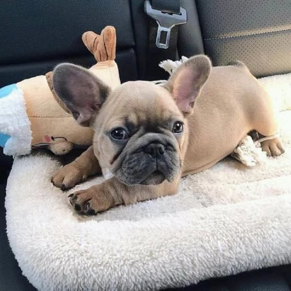 regalo  bulldog francese  fff | Foto 0
