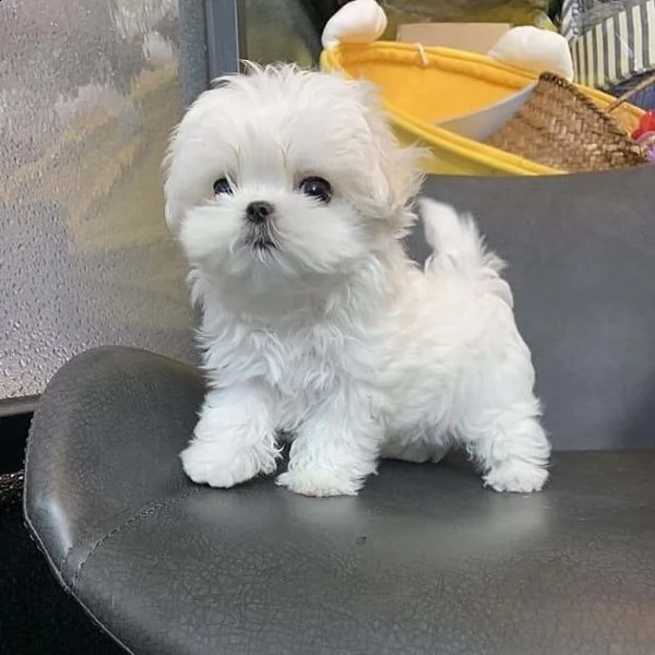 regalo maltese  vcxzb