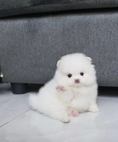 regalo  volpino pomerania mini toy 