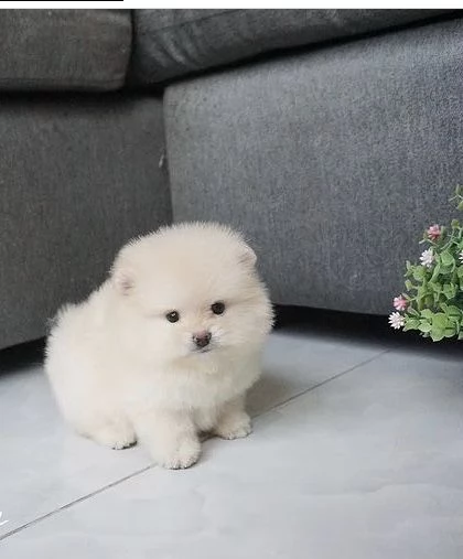 regalo  volpino pomerania mini toy  | Foto 0