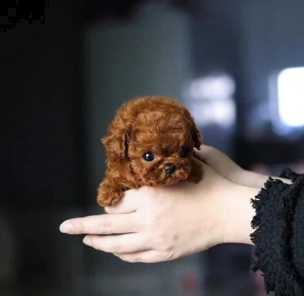 2regalo barboncino[at] | Foto 0