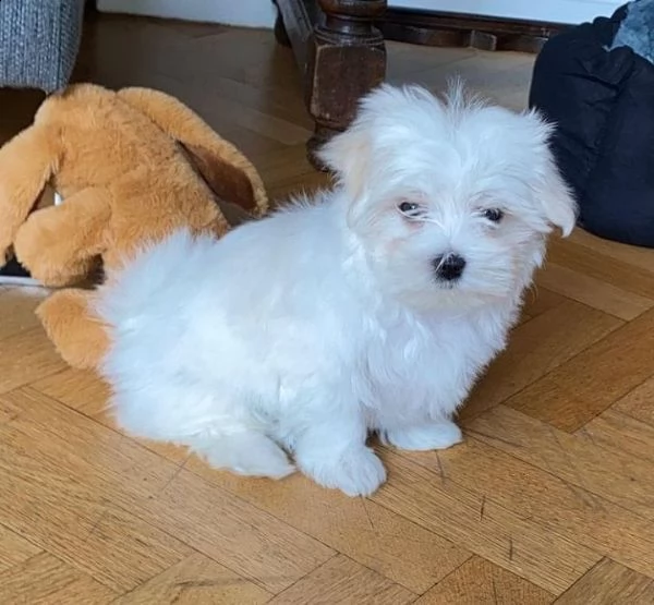 regalo maltese toy ....