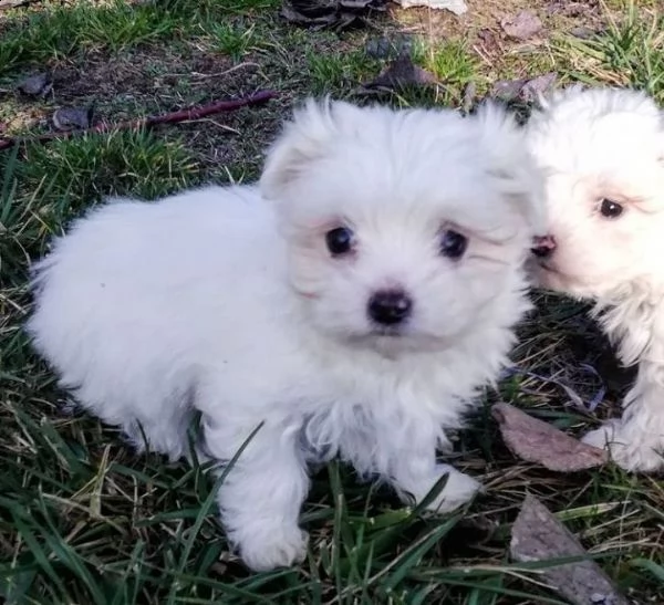 regalo maltese toy .... | Foto 0