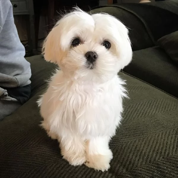 simpatici mini cuccioli maltesi