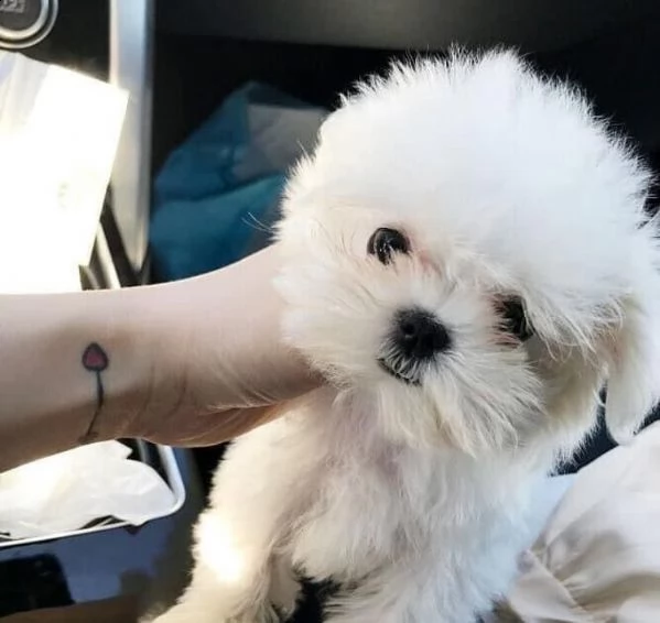 regalo maltese  bvxn