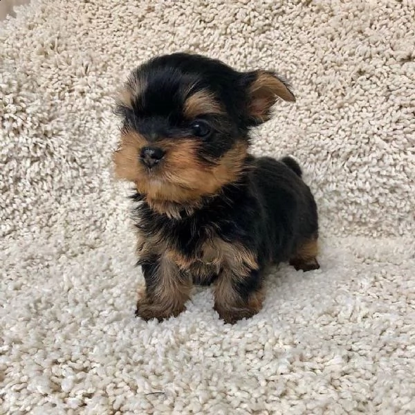 yorkie cuccioli maschi e femmine(+393509706299)