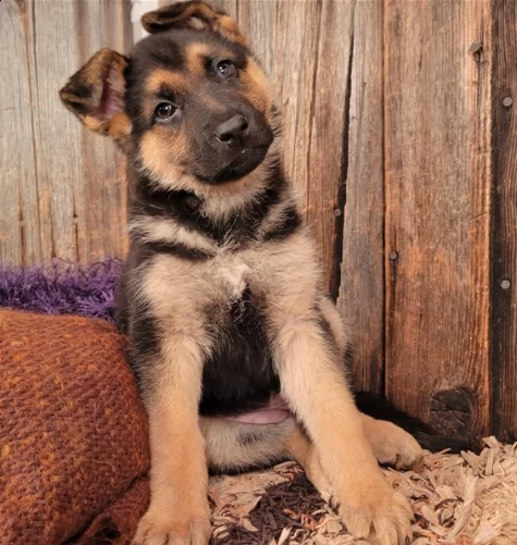 cuccioli di pastore tedesco