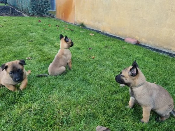 cuccioli di pastore belga malinois | Foto 0