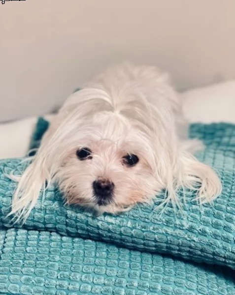 beautiful maltese boy for adoption  | Foto 2