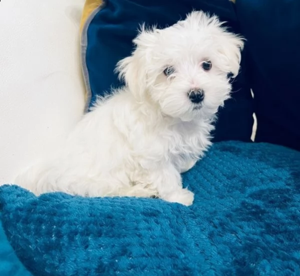 beautiful maltese boy for adoption  | Foto 1