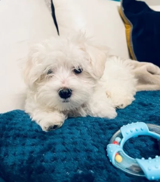 beautiful maltese boy for adoption  | Foto 0