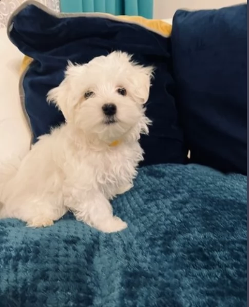 beautiful maltese boy for adoption 