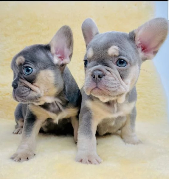 beautiful mand and female french bull dog for adoption