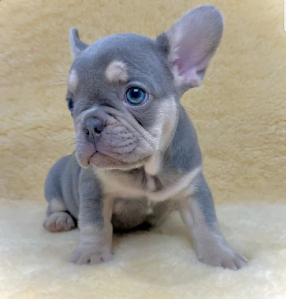 beautiful mand and female french bull dog for adoption | Foto 1