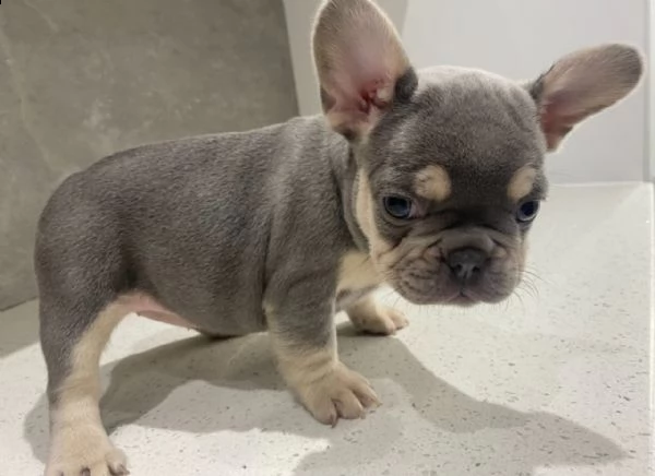 beautiful mand and female french bull dog for adoption | Foto 0