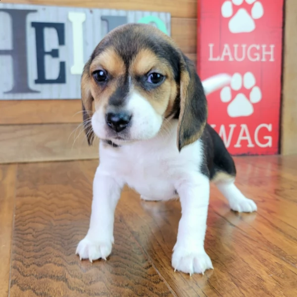 beautiful beagle puppy for adoption | Foto 2