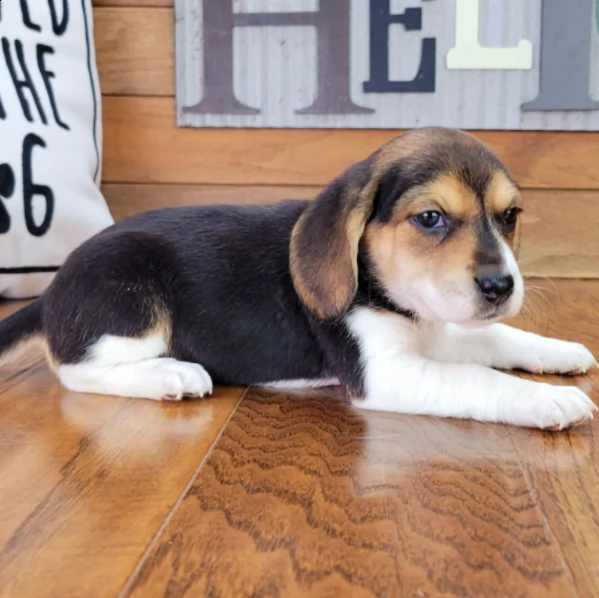 beautiful beagle puppy for adoption | Foto 1