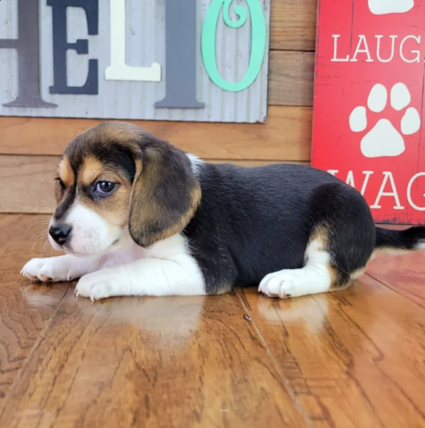 beautiful beagle puppy for adoption | Foto 0