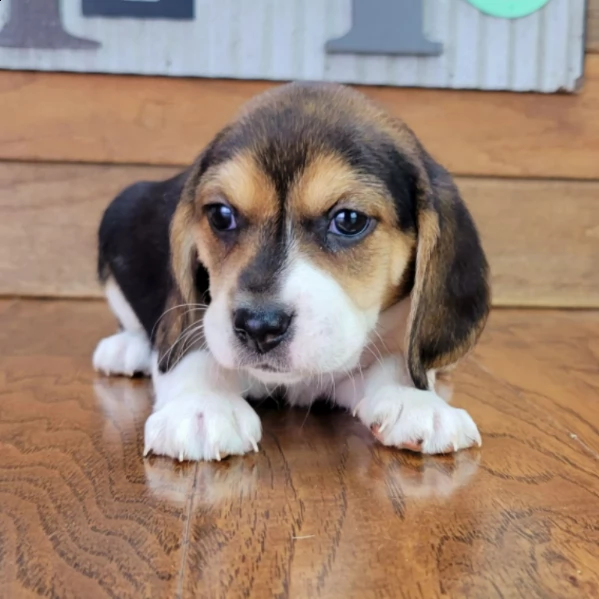 beautiful beagle puppy for adoption