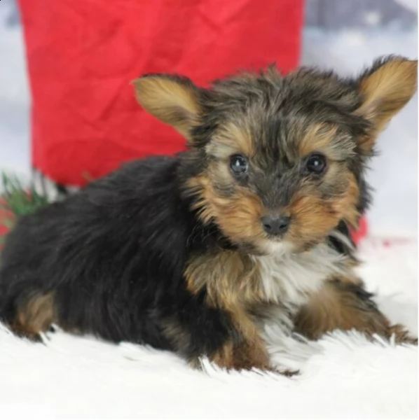 male yorkshire puppy for adoption | Foto 2