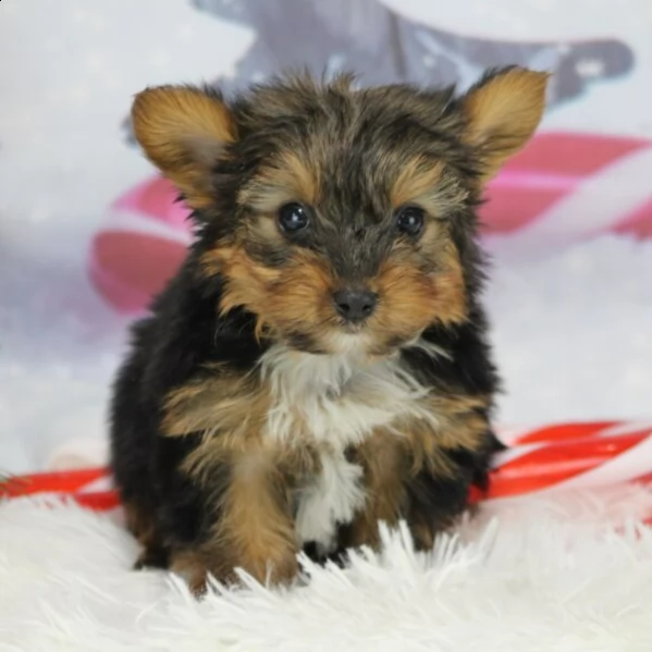 male yorkshire puppy for adoption | Foto 1