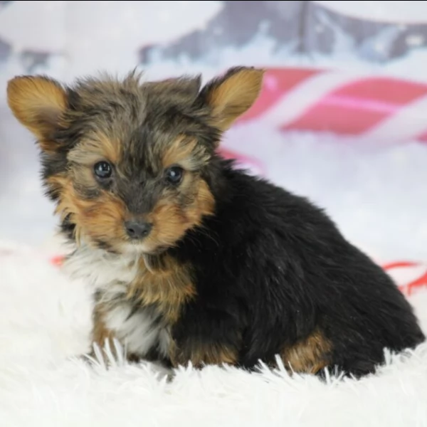 male yorkshire puppy for adoption | Foto 0